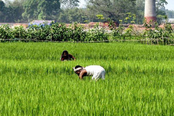 A Green Revolution 2.0: India's Experiment with Carbon Credits Takes Root